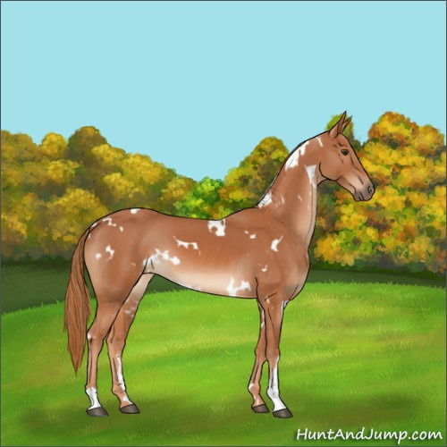 Horse Color:White Spotted Chestnut