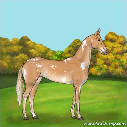 Horse Color:White Spotted Chestnut 