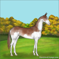 Horse Color:Liver Chestnut Splash 