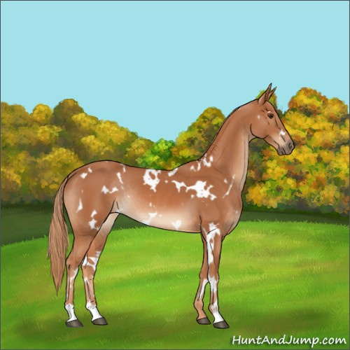 Horse Color:White Spotted Chestnut Rabicano