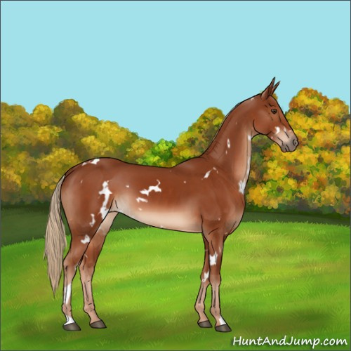 Horse Color:White Spotted Chestnut