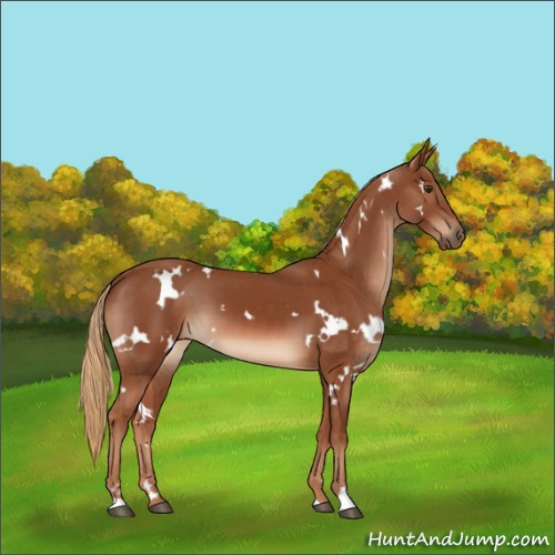Horse Color:White Spotted Chestnut