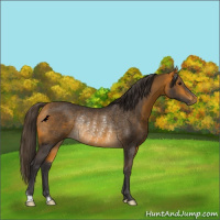 Horse Color:Buckskin Rabicano 