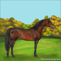 Horse Color:Bay Rabicano 