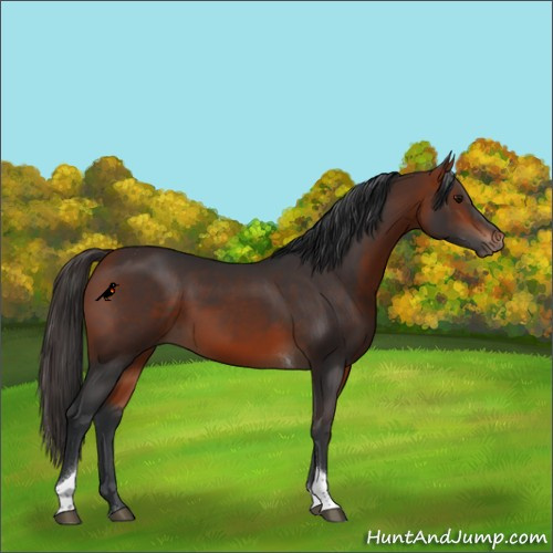Horse Color:Bay Tobiano Rabicano