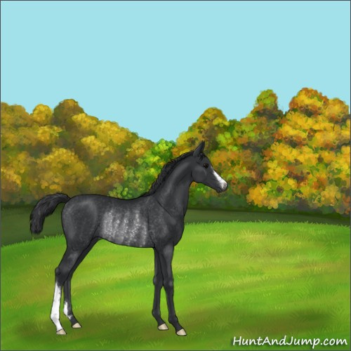 Horse Color:Black Rabicano 