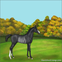 Horse Color:Black Rabicano 