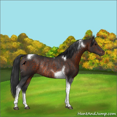 Horse Color:Brown Tobiano Rabicano and Brown Tobiano Rabicano