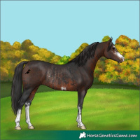 Horse Color:Brown Rabicano and Brown Rabicano