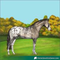 Horse Color:Classic Cream Champagne Onyx Appaloosa Rabicano and Smoky Blue Onyx Appaloosa