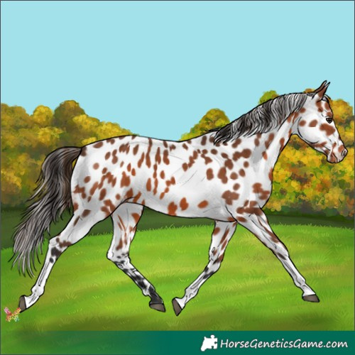 Horse Color:Bay Tobiano Appaloosa 
