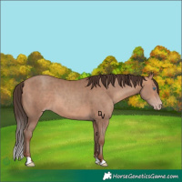 Horse Color:Amber Champagne 