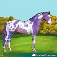 Horse Color:Watercolor Brown Splash Tobiano Appaloosa