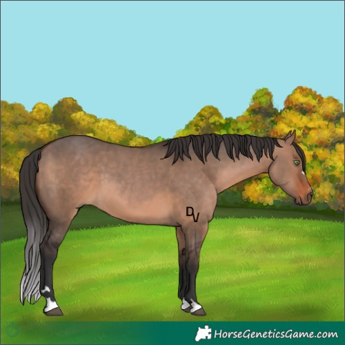 Horse Color:Brown Dun