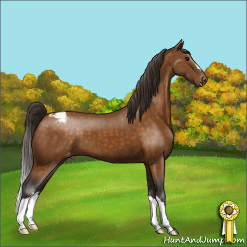 Horse Color:Buckskin Appaloosa 