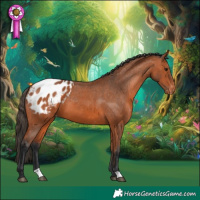 Horse Color:Bay Appaloosa