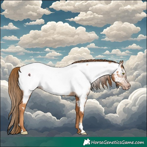 Horse Color:Gray Gold Champagne Appaloosa 