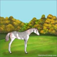 Horse Color:Grullo Roan Sabino Splash 