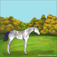 Horse Color:Grullo Sabino Splash Tobiano 