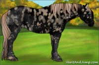 Horse Color:Void Plaid  Liver Red Dun Roan Splash Leopard Rabicano 