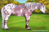 Horse Color:Plaid  Silver Brown Dun Splash Tobiano Appaloosa Rabicano 