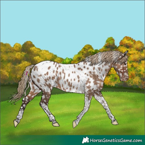 Horse Color:Liver Red Dun Tobiano Appaloosa Rabicano 