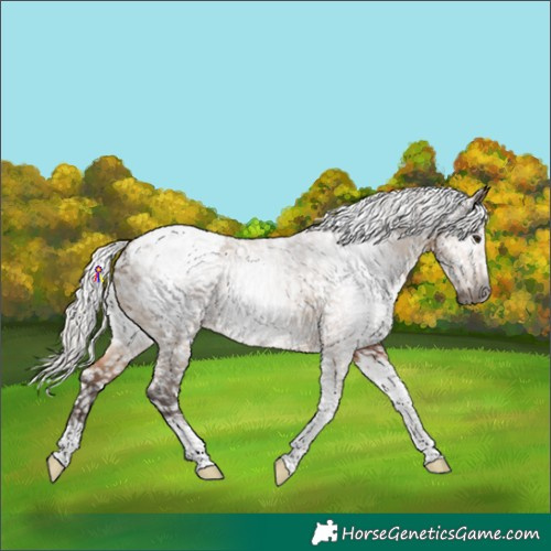 Horse Color:Gray Silver Bay Dun Tobiano Snowcap Rabicano
