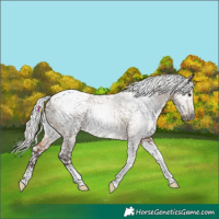 Horse Color:Gray Silver Bay Dun Tobiano Appaloosa Rabicano 