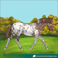 Horse Color:Liver Red Dun Tobiano Appaloosa Rabicano 