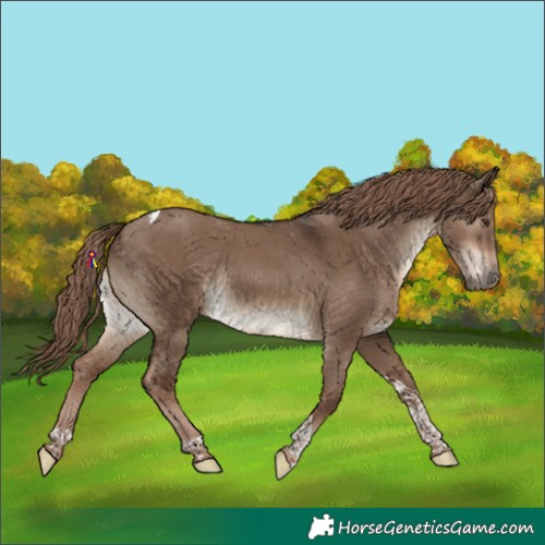 Horse Color:Liver Red Dun Tobiano Rabicano 
