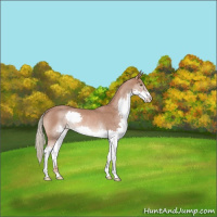 Horse Color:Chestnut Mushroom Splash Rabicano 