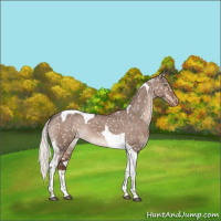 Horse Color:Liver Red Dun Mushroom Tobiano Appaloosa 