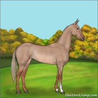 Horse Color:Red Dun Mushroom Rabicano