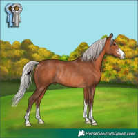 Horse Color:Silver Brown Rabicano 