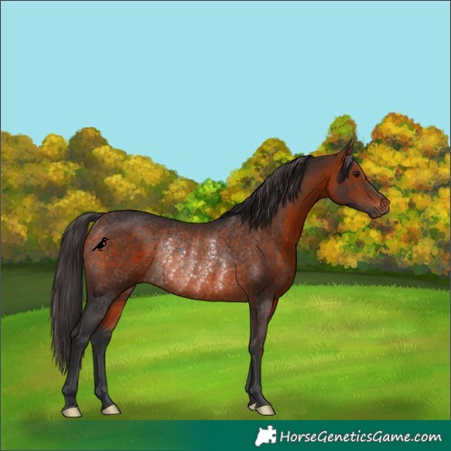 Horse Color:Bay Rabicano