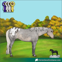 Horse Color:Silver Smoky Black Appaloosa 
