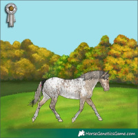 Horse Color:Brown Dun Tobiano Appaloosa  and Chocolate Palomino Dun Tobiano Appaloosa 