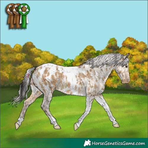 Horse Color:Buckskin Dun Tobiano Appaloosa  and Silver Buckskin Dun Tobiano Appaloosa 