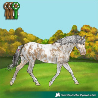 Horse Color:Buckskin Dun Tobiano Appaloosa  and Silver Buckskin Dun Tobiano Appaloosa 