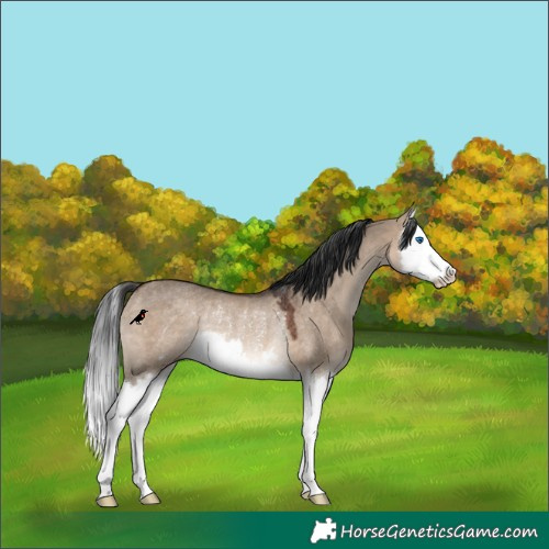 Horse Color:Brown Dun Splash Rabicano