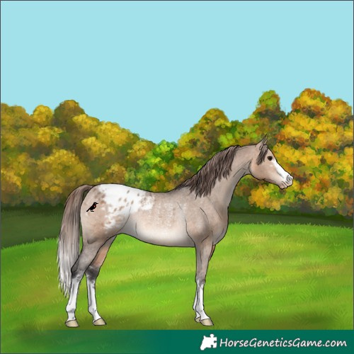Horse Color:Brown Dun Varnish Rabicano 