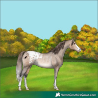 Horse Color:Brown Dun Appaloosa Rabicano 