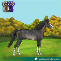 Horse Color:Black Rabicano 