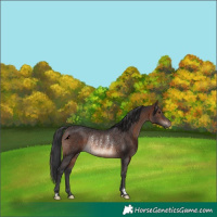 Horse Color:Brown Rabicano 