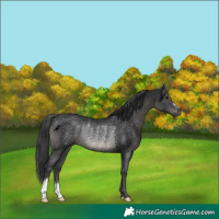Horse Color:Black Rabicano 