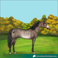 Horse Color:Brown Dun Rabicano 