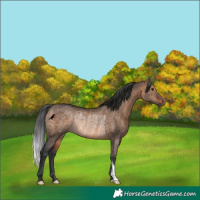 Horse Color:Brown Dun Rabicano 