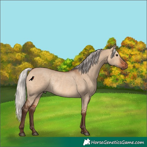 Horse Color:Silver Brown Dun Rabicano 