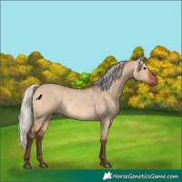 Horse Color:Silver Brown Dun Rabicano 
