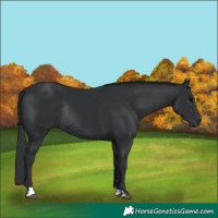 Horse Color:Black Rabicano 